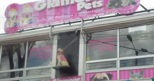 GLAMOUR PETS LA ESPERANZA SUR GLAMOUR PETS LA ESPERANZA SUR